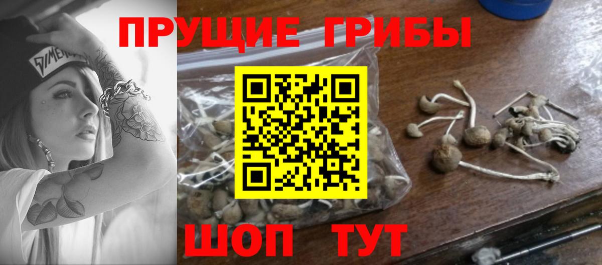 Псилоцибиновые грибы Psilocybine cubensis Иркутск